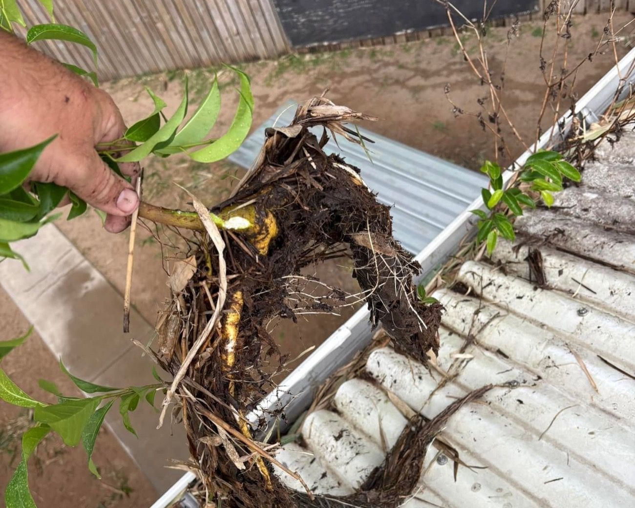 A hand lifting leaf debris and roots out of a roof gutter
