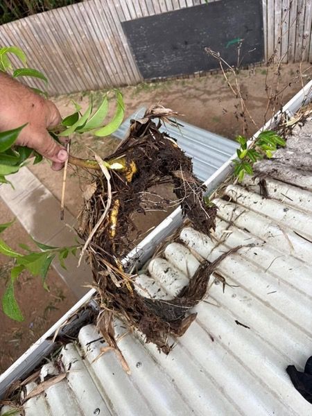 A hand lifting leaf debris and roots out of a roof gutter
